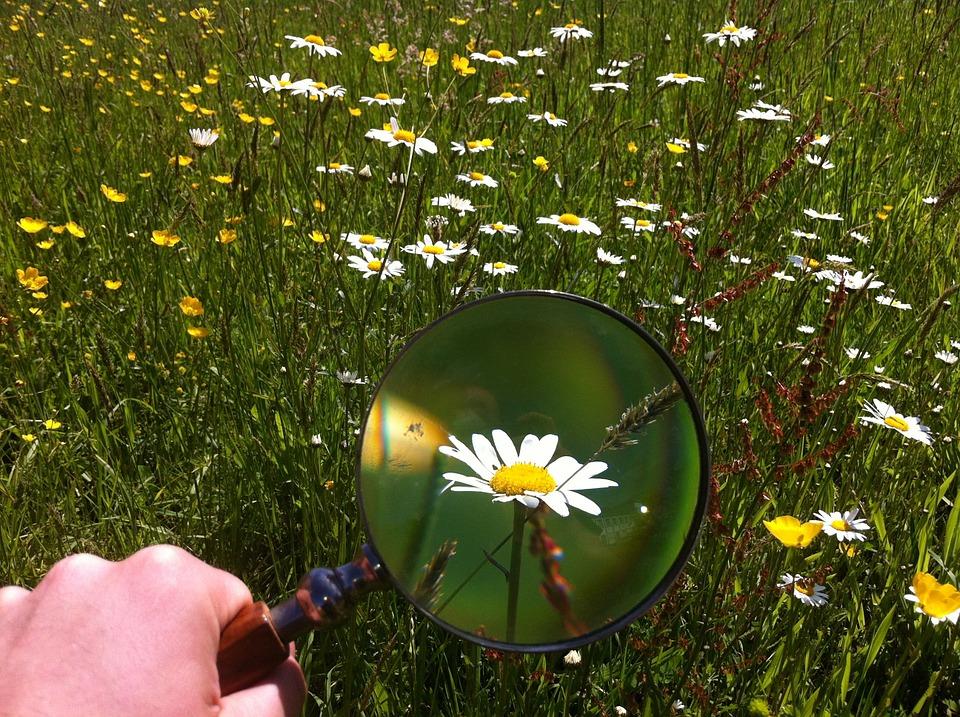PODCAST: A Sabedoria da Natureza